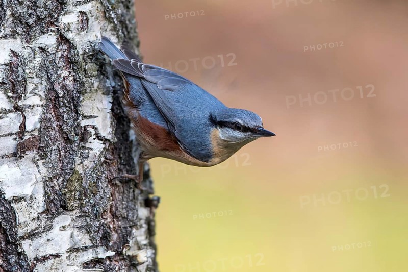 Eurasian Nuthatch (Sitta europaea), Mecklenburg-Western Pomerania, Germany