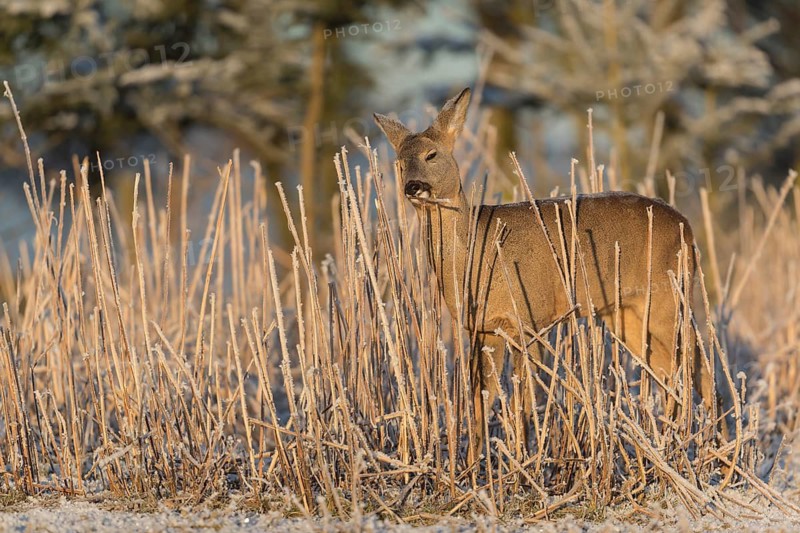 Roe deer standing in hoar frosted dead stinging nettle at minus 15 °C at sunrise. Licking off the hoar frost. Trees and dead stinging nettle in background
