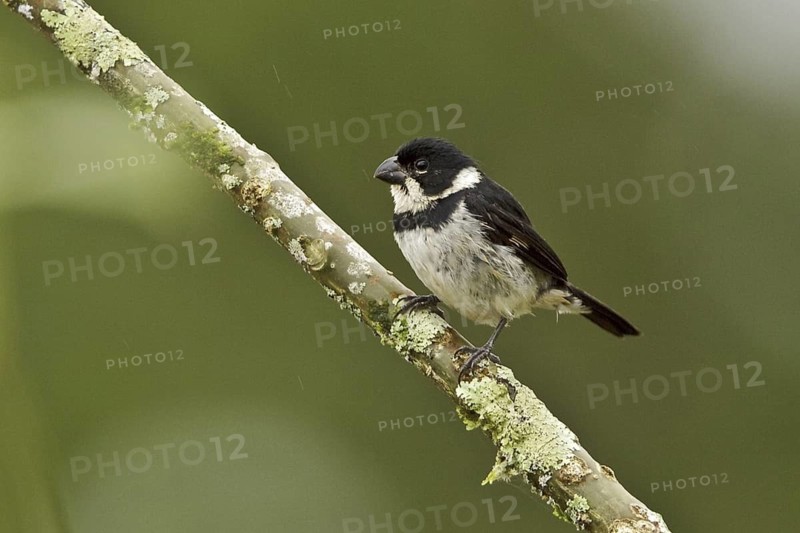 Variable Seedeater (Sporophila corvina), Ecuador