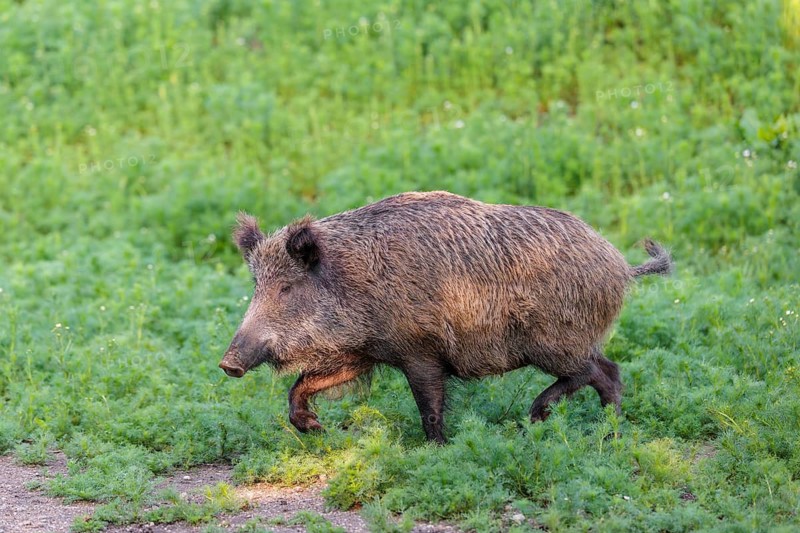 A wild boar (Sus scrofa) runs across a field of wild chamomile (Matricaria chamomilla). Bavaria, Germany