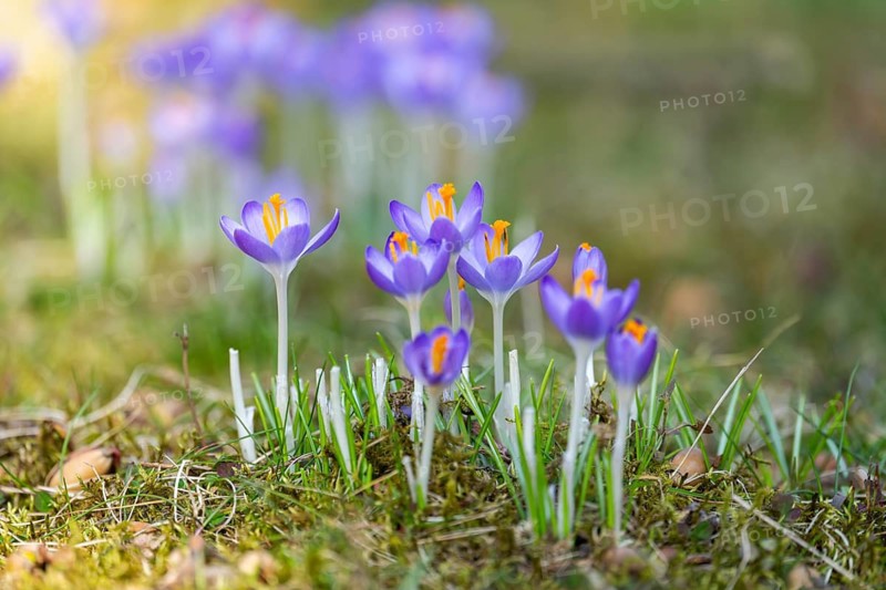 Flowering crocuses (Crocus) in the garden in springtime on a sunny day, Bavaria, Germany