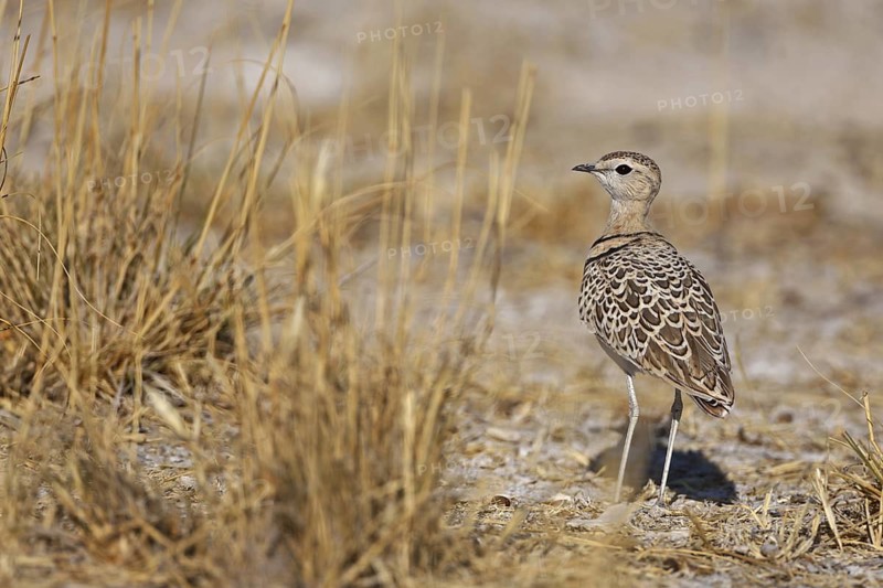 Double-banded Courser (Rhinoptilus africanus), Oshikoto, Namibia