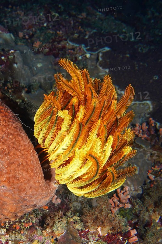 Intense orange-yellow Yellow Feather Star, Bushy Feather Star, Variable Feather Star (Comaster schlegelii), on seabed next to corals, dive site Toyapakeh, Nusa Ceningan, Nusa Penida, Bali, Indonesia