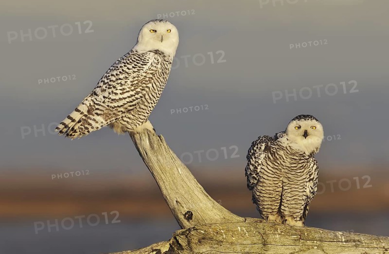 Snowy Owl (Bubo scandiacus), British Columbia, Canada