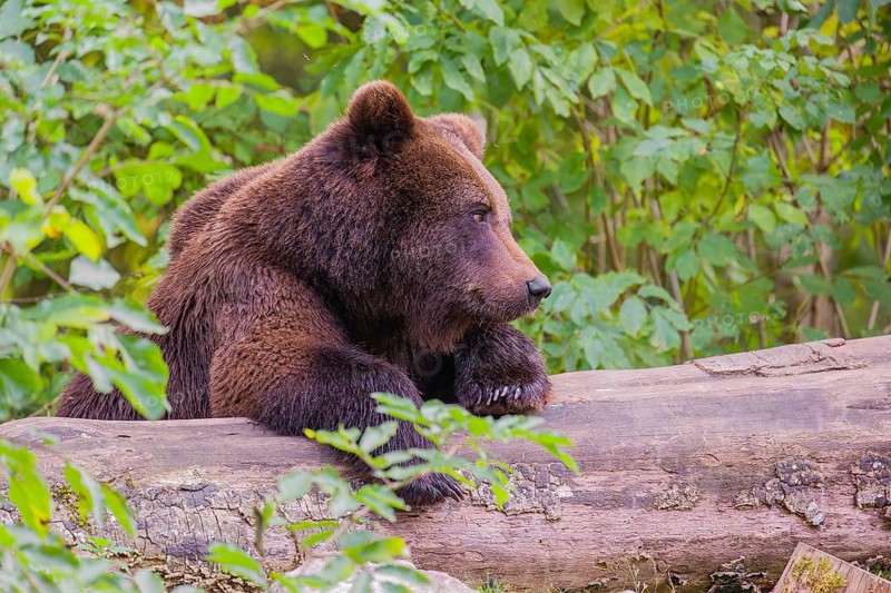 A young male Eurasian brown bear (Ursus arctos arctos) rests on a rotting log lying on the ground