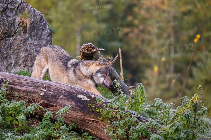 A Eurasian gray wolf (Canis lupus lupus) stretches out on a frosty morning on top of a hill, next to a rotting tree lying on the ground