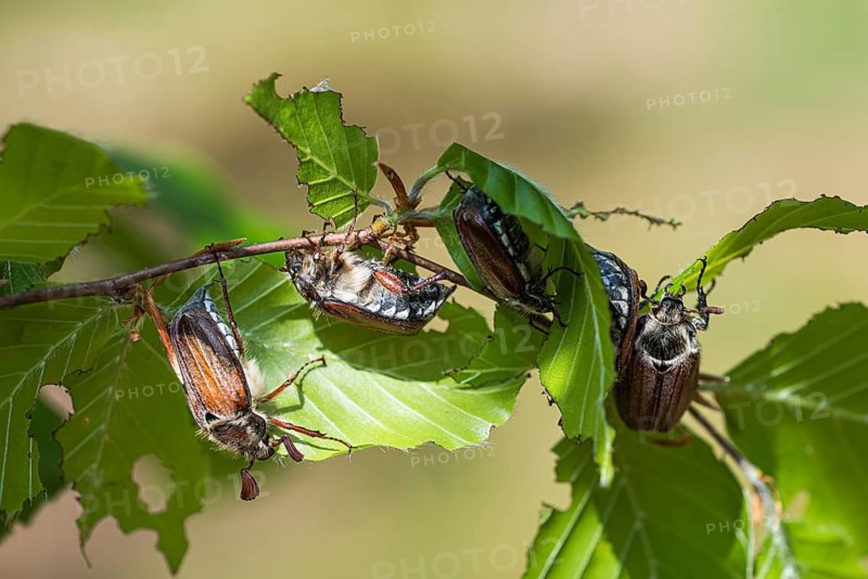 Wood cockchafer (Melolontha hippocastani) feeding on the foliage of a copper beech (Fagus sylvatica), Mönchbruch, Rüsselsheim am Main, Hesse, Germany