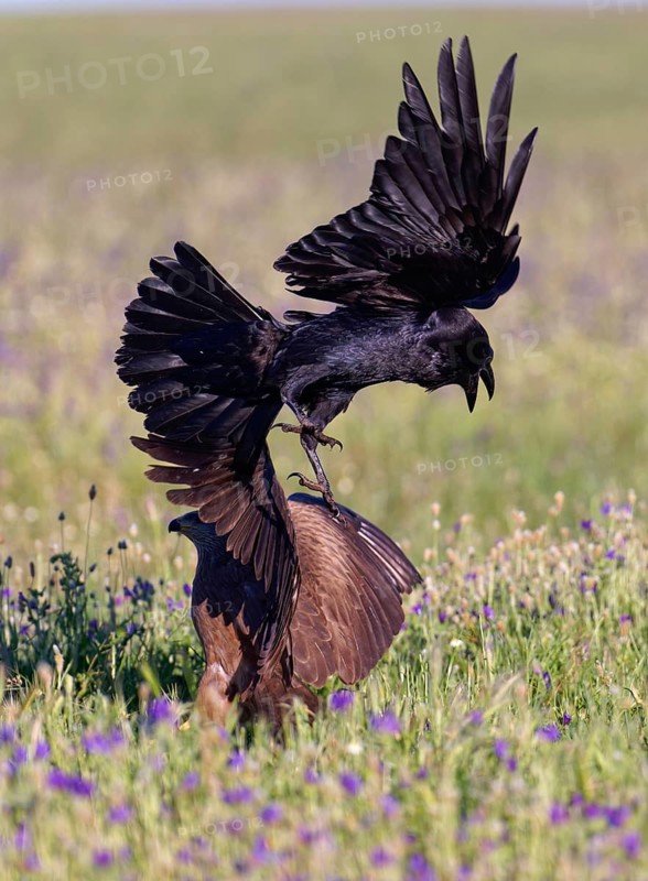 Raven (Corvus corax) attacking a black kite (Milvus migrans) . Castilla-La Mancha, Spain
