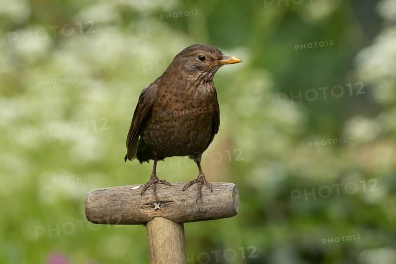 European blackbird (Turdus merula) adult female garden bird on a fork handle, Suffolk, England, United Kingdom