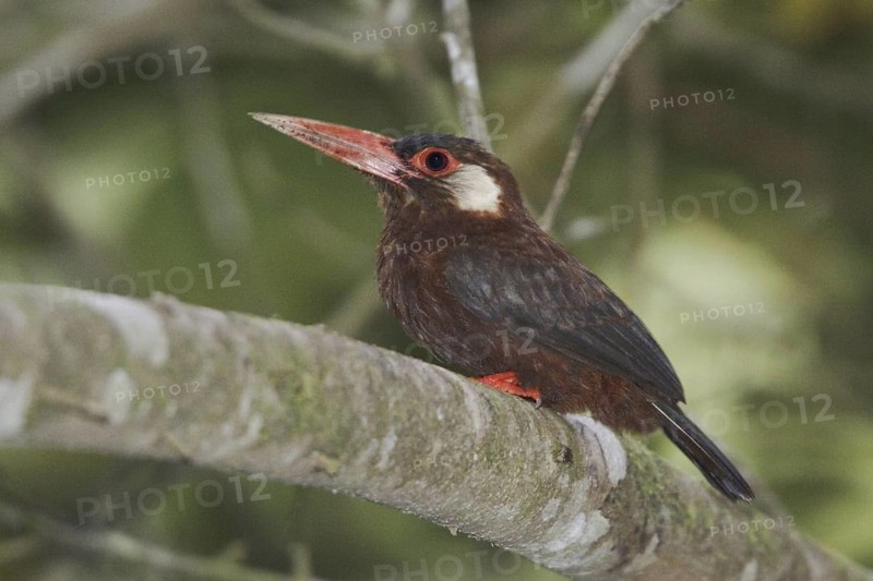 White-eared Jacamar (Galbalcyrhynchus leucotis), Ecuador