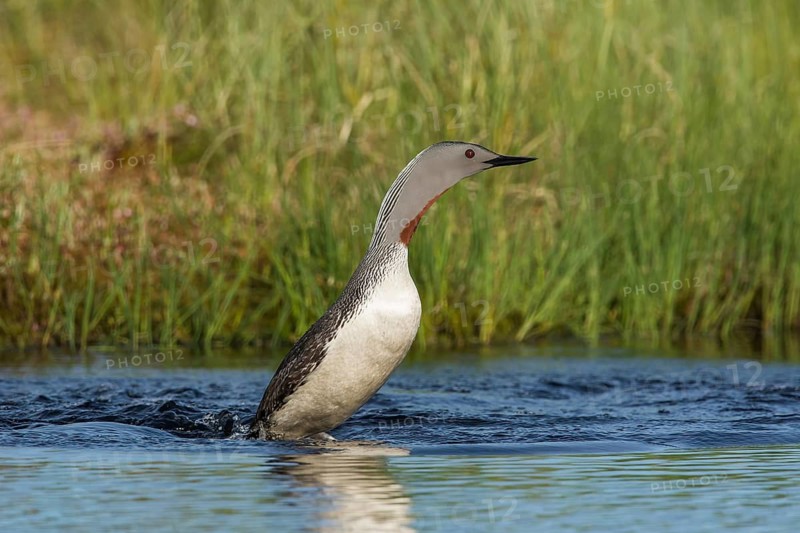 Sterntaucher (Gavia stellata) Red-throated Diver