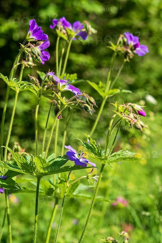 Wood cranesbill (Geranium sylvaticum) in bloom a sunny summer day on a meadow