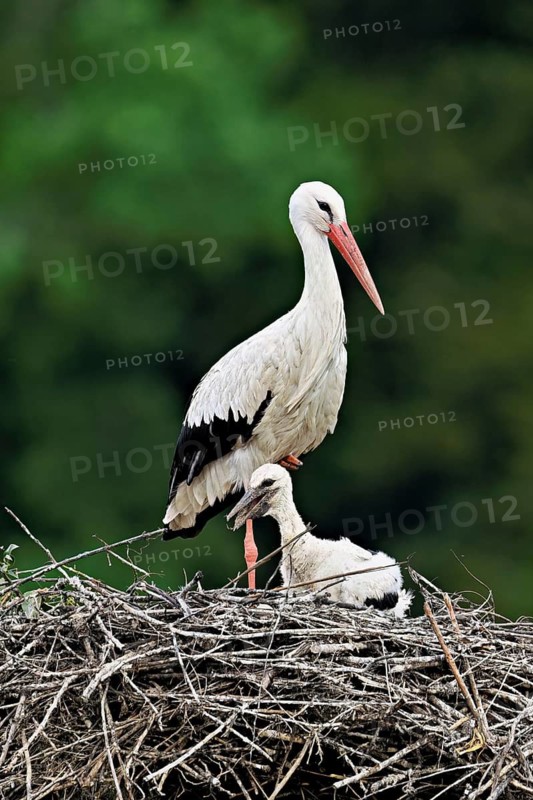 White stork (Ciconia ciconia), adult with chicks standing on eyrie, Canton Aargau, Switzerland