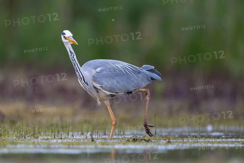 Grey Heron (Ardea cinerea), North Rhine-Westphalia, Germany