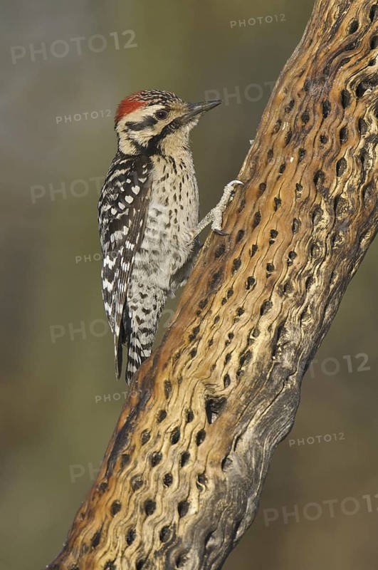 Ladder-backed Woodpecker (Dryobates scalaris), Arizona, USA