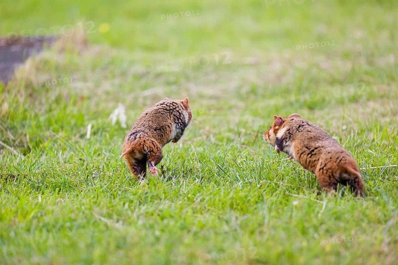 Mating season. Two European hamster (Cricetus cricetus), Eurasian hamster, black-bellied hamster or common hamster fight on a green meadow