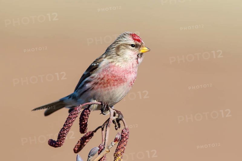 Common Redpoll (Acanthis flammea) male perched on a branch, Netherlands