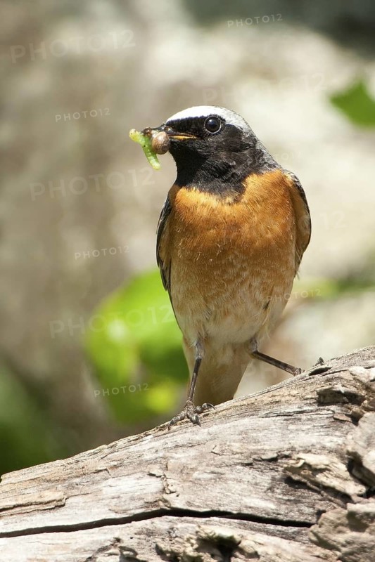 Common Redstart (Phoenicurus phoenicurus) male, Rhineland-Palatinate, Germany