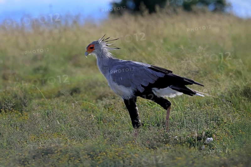 Secretary (Sagittarius serpentarius), adult, foraging, alert, Mountain Zebra National Park, Eastern Cape, Eastern Cape, South Africa