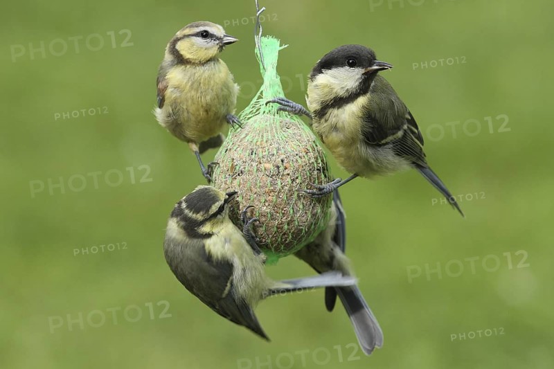 Great Tit & Eurasian Blue Tit (Parus major & Cyanistes caeruleus), Lower Saxony, Germany