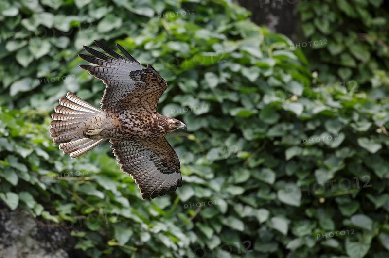 Galapagos Hawk (Buteo galapagoensis) juvenile flying, Galapagos, Ecuador