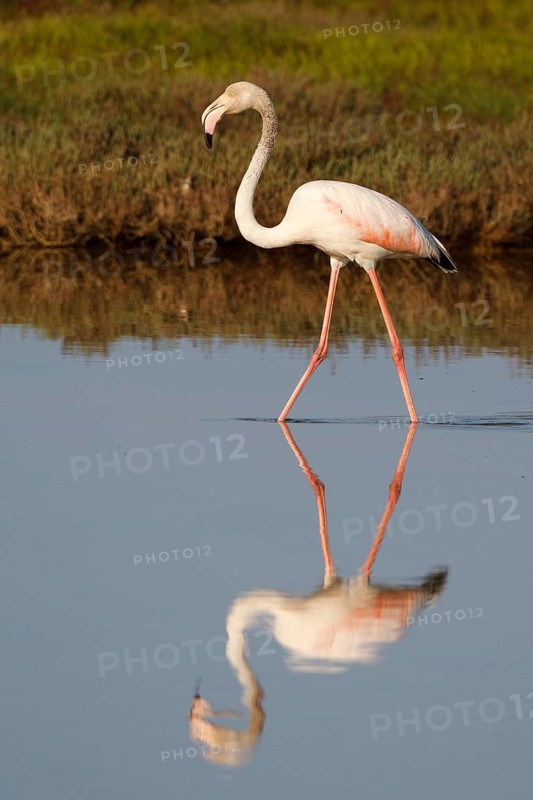 Greater Flamingo (Phoenicopterus roseus) foraging, Greece