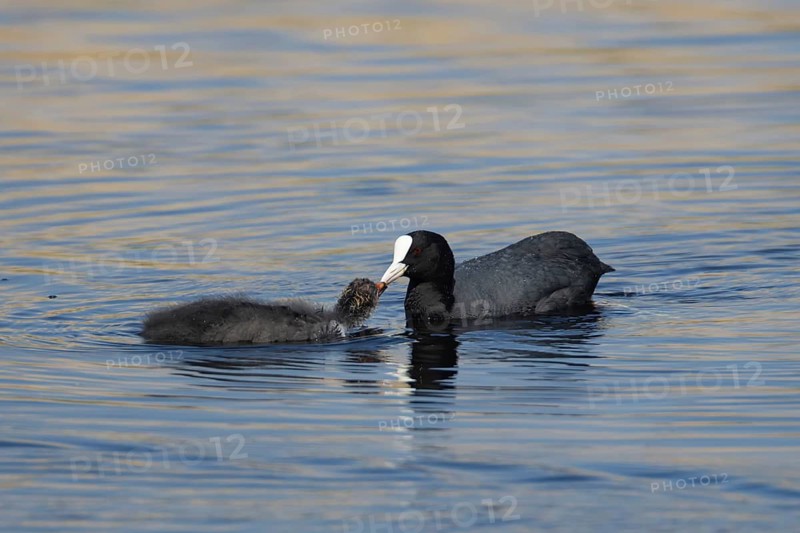 Eurasian coot (Fulica atra) adult parent bird feeding a juvenile baby chick on a lake, RSPB Lakenheath fen nature reserve, Suffolk, England, United Kingdom