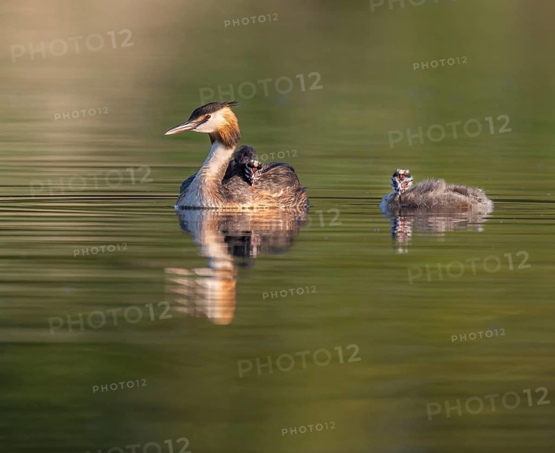 Great Crested Grebe (Podiceps Scalloped ribbonfish), adult and juveniles swimming on a pond, Thuringia, Germany