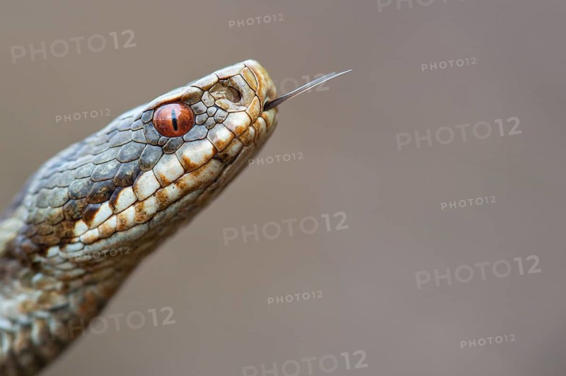 Adder (Vipera berus) in the moor, Goldenstedter Moor, Goldenstedt, Lower Saxony, Germany