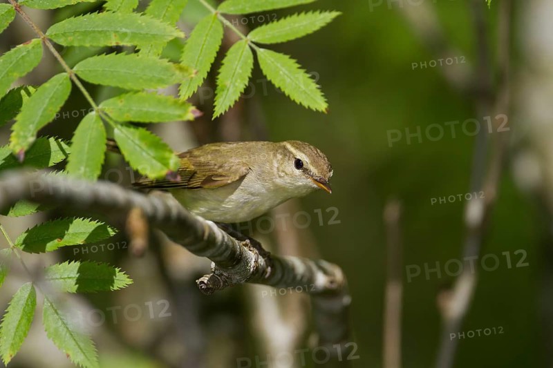 Greenish Warbler (Phylloscopus trochiloides) singing, Baden-Wuerttemberg, Germany