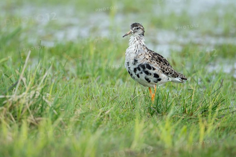 Ruff (Calidris pugnax) male, Lower Saxony, Germany