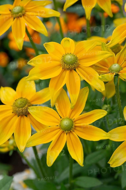 Rudbeckia laciniata (Rudbeckia laciniata), Bavaria, Germany