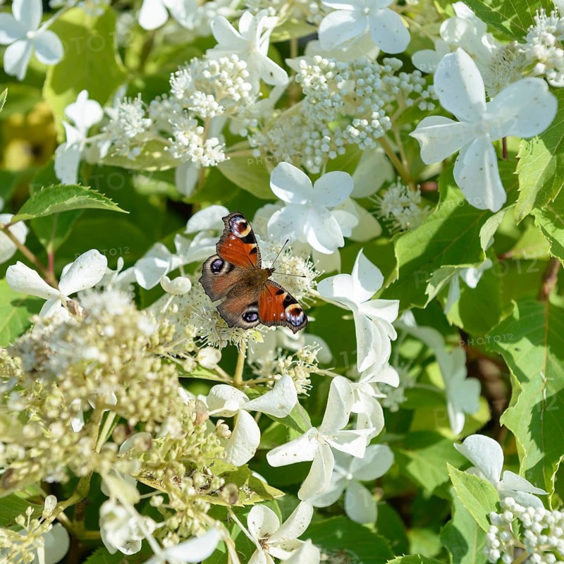 Panicle hydrangea (Hydrangea paniculata LEVANA), BS Sämann, Germany