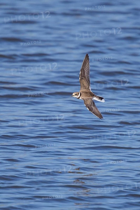 Little Ringed Plover (Charadrius dubius) juvenile flying, Baden-Wuerttemberg, Germany