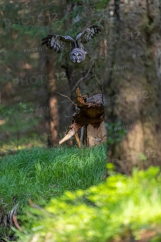 One great grey owl (Strix nebulosa) flying through a forest