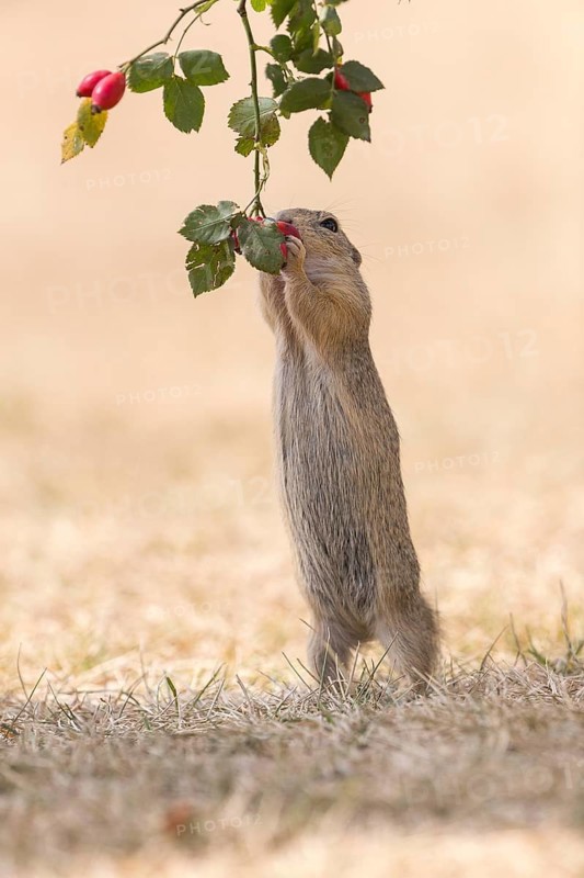One European ground squirrel (Spermophilus citellus) or European souslik standing erected in dry grass and trying to catch some berries of rose hip (Rosa canina)
