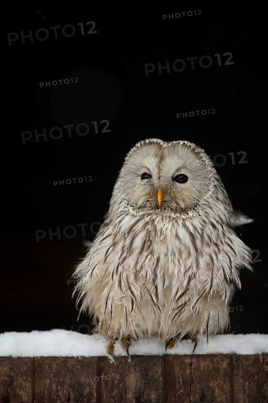 Ural Owl (Strix uralensis), captive, Bavaria, Germany