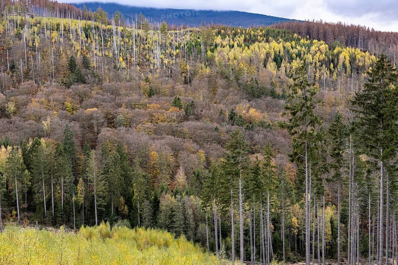 Forest death in the Harz Mountains, forest, wind throw, storm, Ilsenburg, Saxony-Anhalt, Germany