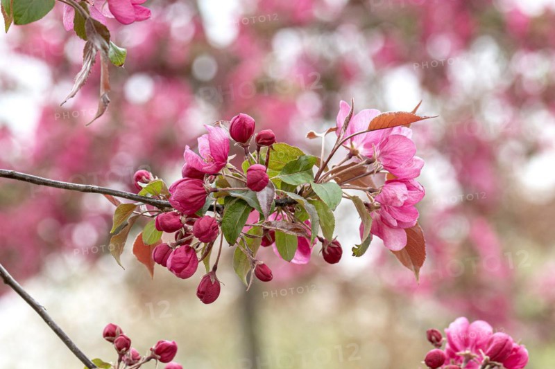 Ornamental apple (Malus 'Rudolph'), Anchers Havecenter, Ditfurt, Saxony-Anhalt, Germany