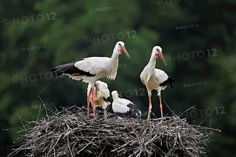 White storks (Ciconia ciconia), pair with two chicks standing on eyrie, Canton Aargau, Switzerland