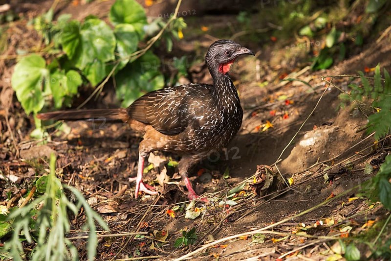 Band-tailed Guan (Penelope argyrotis colombiana) foraging, Santa Marta Mountains, Colombia