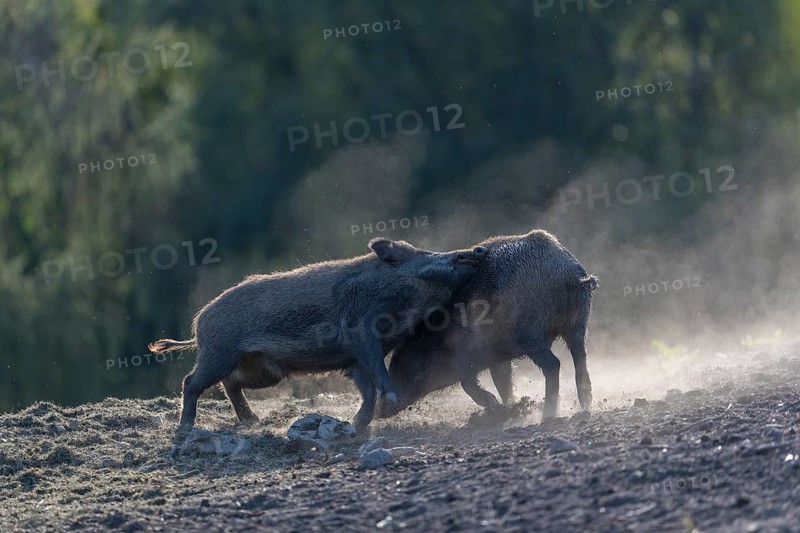 Two young wild boar or wild pig (Sus scrofa), play fighting on dusty soil with a green forest in the background