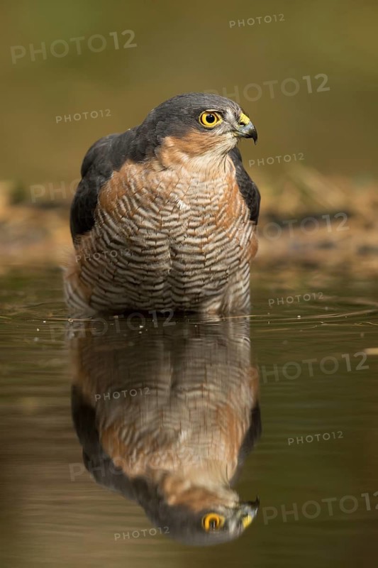 Sperwer man zittend in het watre, Eurasian sparrowhawk sitting in water