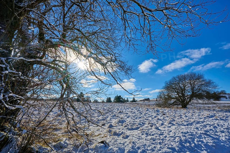 Sun shining through the bare branches of a tree in a snow-covered landscape, winter, Oberelsbach, Lange Rhön, Rhön, Bavaria, Germany