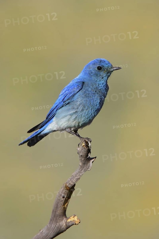 Mountain Bluebird Sialia currucoides Big Lake, Apache County, Arizona, United States 20 June Adult Male Turdidae