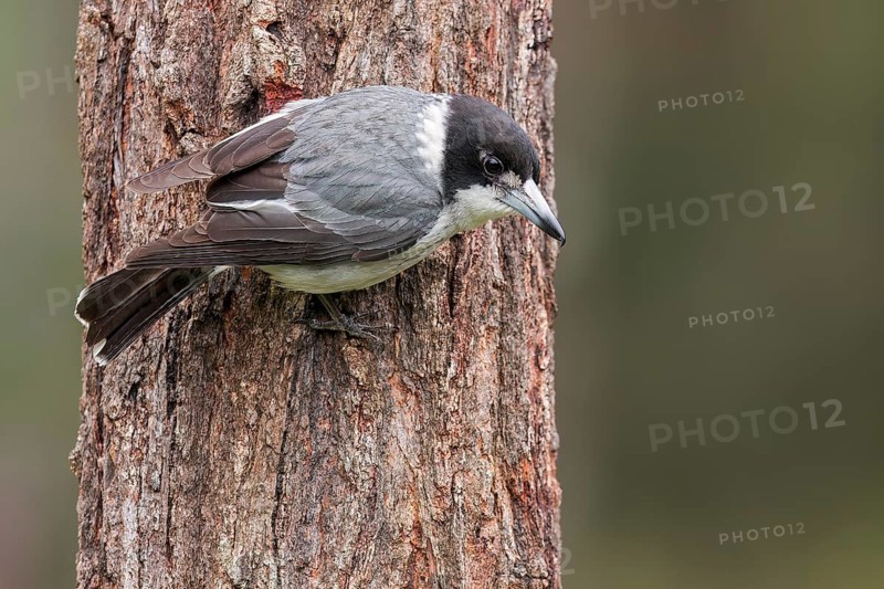 Grey Butcherbird (Cracticus torquatus) perched on a branch in eastern Australia
