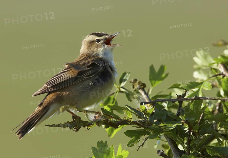 Sedge Warbler (Acrocephalus schoenobaenus) singing, Schleswig-Holstein, Germany
