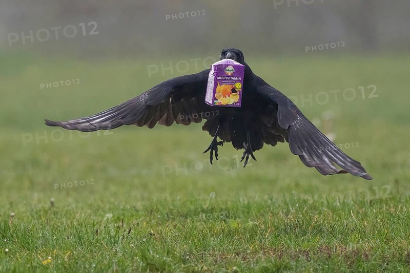A carrion crow (Corvus corone) flies over a meadow with a sap packet in its beak, Hesse, Germany