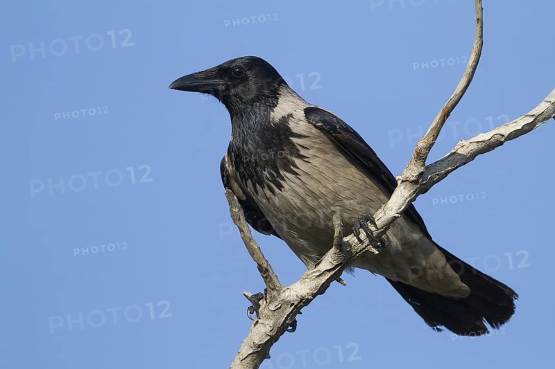 Hooded Crow (Corvus cornix), Cyprus