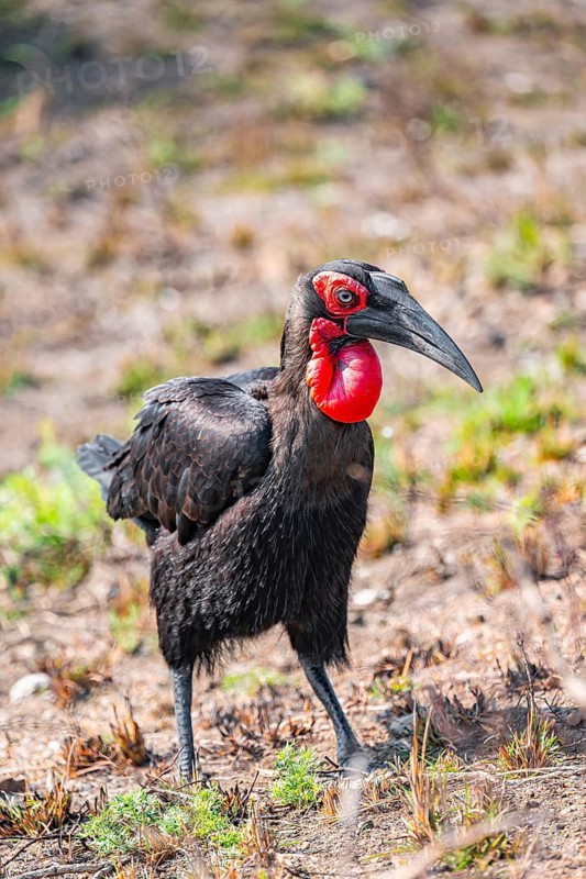 Red-faced Hornbill (Bucorvus leadbeateri), on the ground, Kruger National Park, South Africa